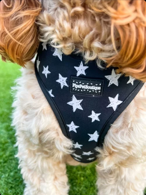 “The Starry One” Dog Harness (4-Piece Set) by PipsPetBoutique - Image 4