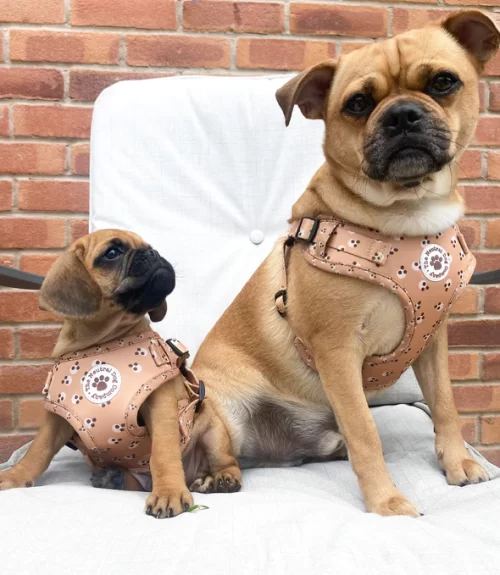 Adjustable Step-In Harness (Cookie Dough) by The Neutral Dog Company