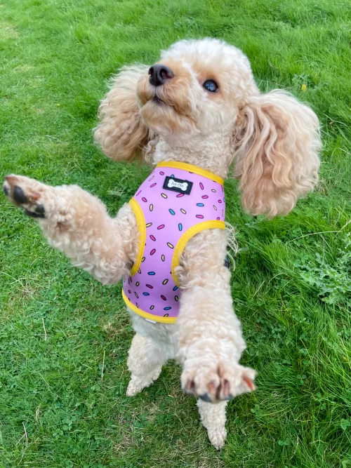 Sprinkles For Days Reversible Harness by Pup Chic Boutique - Image 5