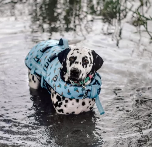 Iced Adventure Dog Float by Wander and Woof - Image 4