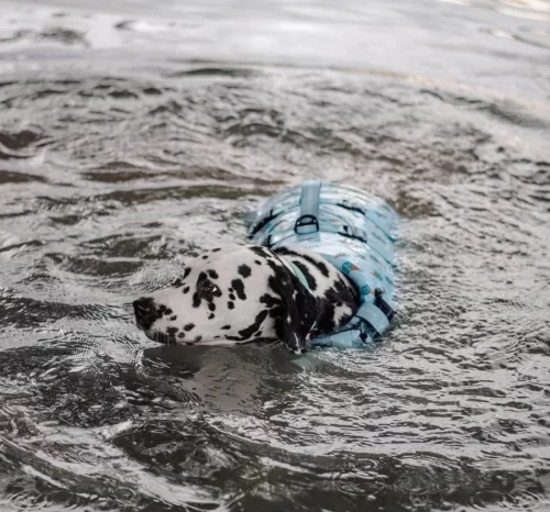 Iced Adventure Dog Float by Wander and Woof - Image 3