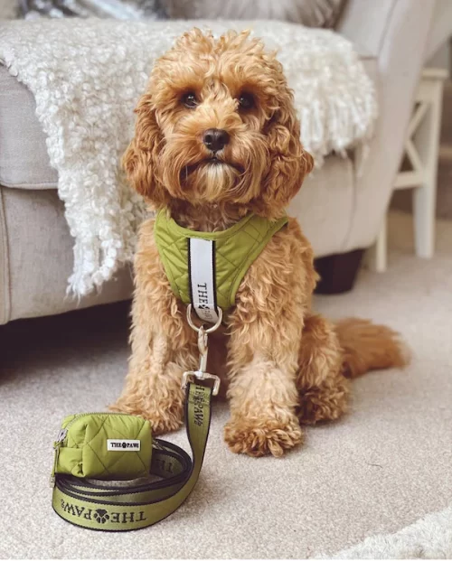 Brooklyn Dog Harness (Olive)– by The Paw Co.