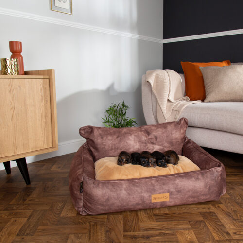 Kensington Box Dog Bed (in Cream, Chocolate, Navy or Grey) by Scruffs - Image 4