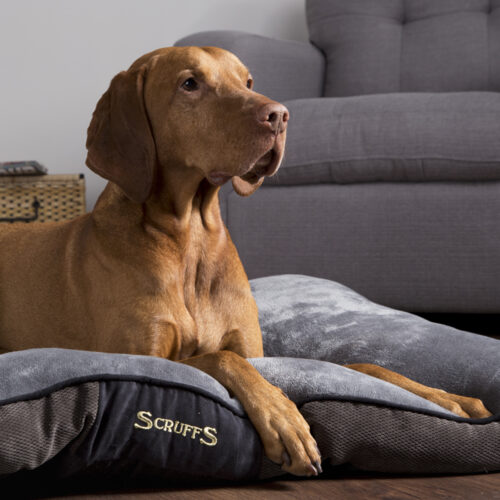 Chester Dog Mattress (in Chocolate Brown or Graphite Grey) by Scruffs - Image 7