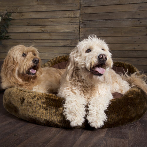 Cub Bear Dog Bed (in Beige or Brown) by Scruffs - Image 4