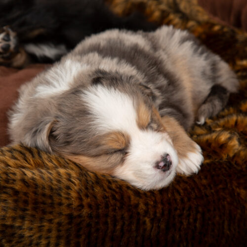 Cub Bear Dog Bed (in Beige or Brown) by Scruffs - Image 9