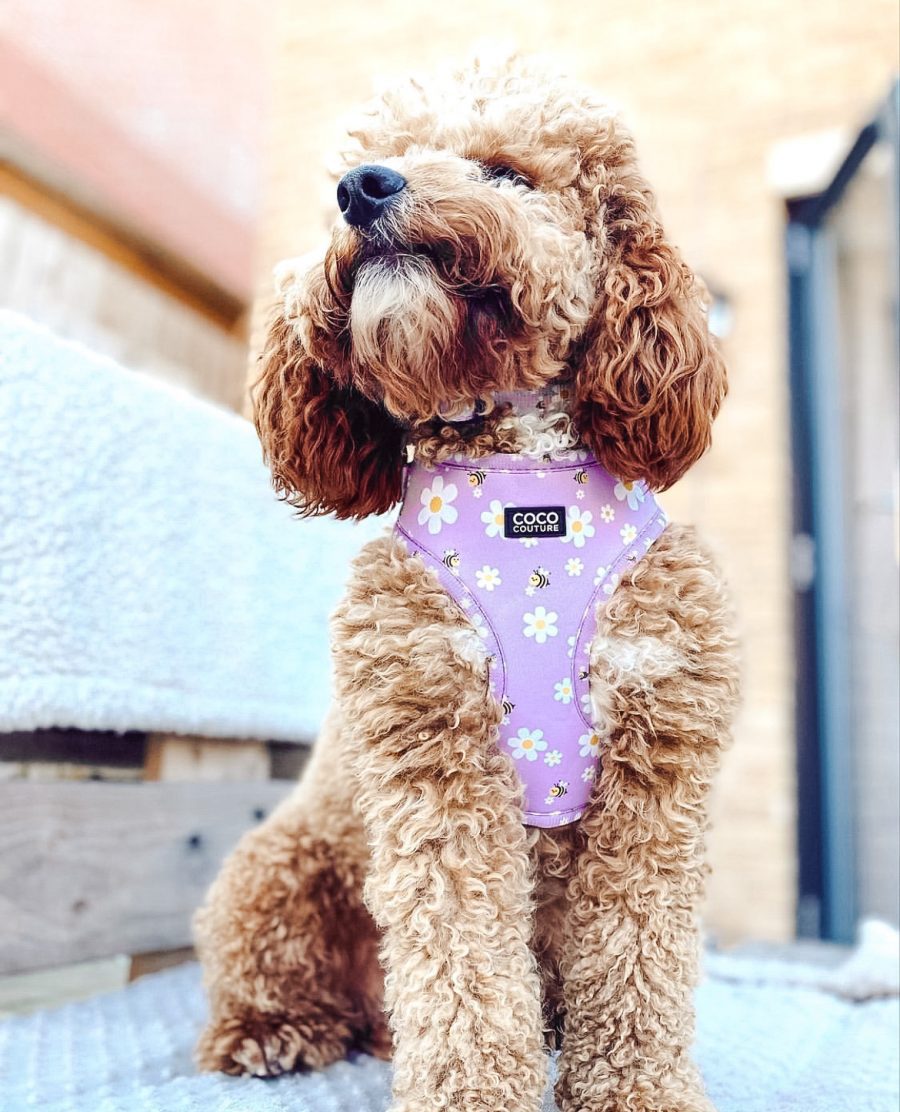 Couture store dog harness