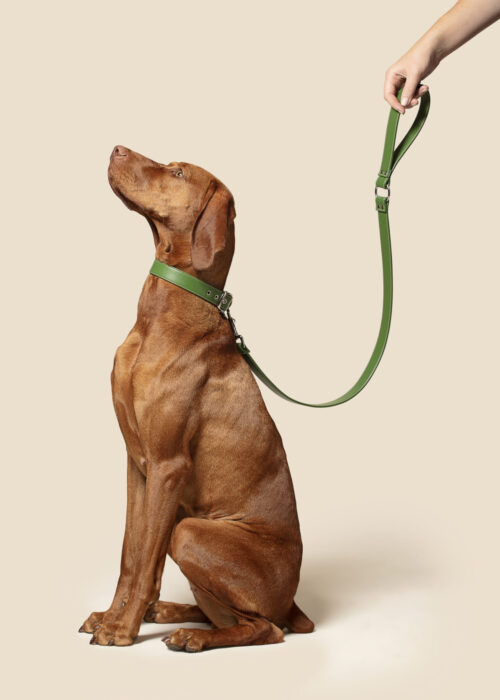 Forest Green Dog Lead (Vegan Apple Leather) – by Skylos Collective - Image 2