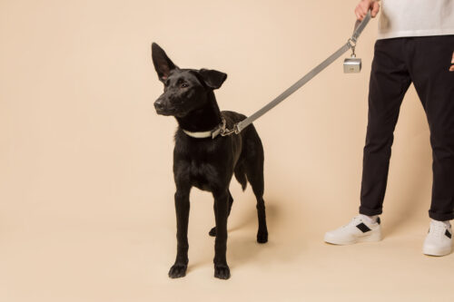 Silver Dog Lead (Vegan Apple Leather) – by Skylos Collective - Image 4