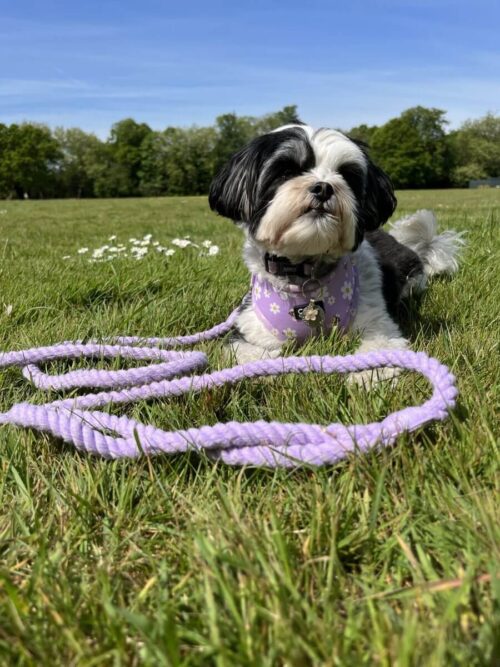 "Parma Violet" Dog Rope Lead – by Coco Couture - Image 4