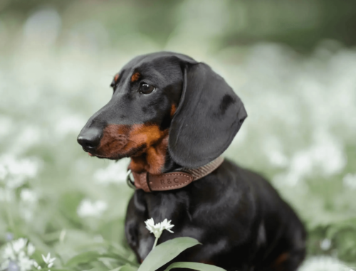 “Lincoln” Herringbone & Leather Dog Collar – by Ralph & Co - Image 4