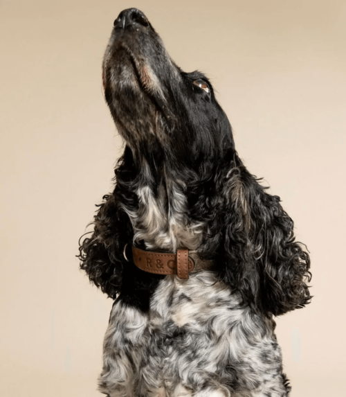 “Sherbourne” Fabric & Leather Dog Collar – by Ralph & Co - Image 2