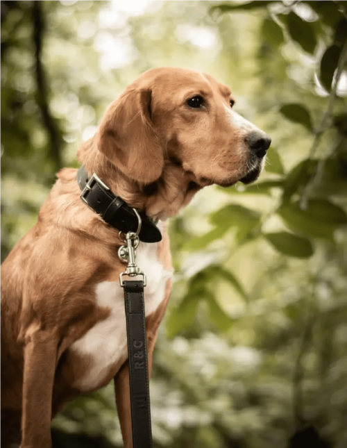 “Sorrento” Italian Leather Dog Collar – by Ralph & Co - Image 2