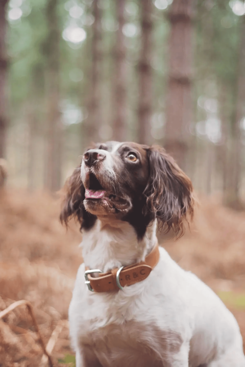 “Trieste” Italian Leather Dog Collar – by Ralph & Co - Image 2