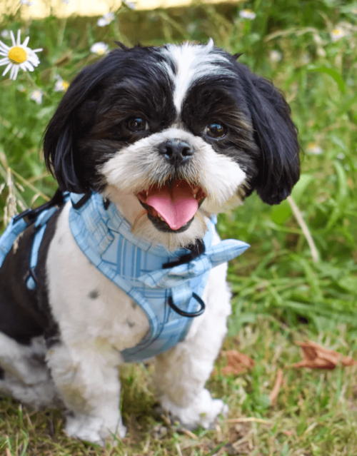 Oxford "Oasis" Dog Bow Tie – by Flossie & Floof - Image 5