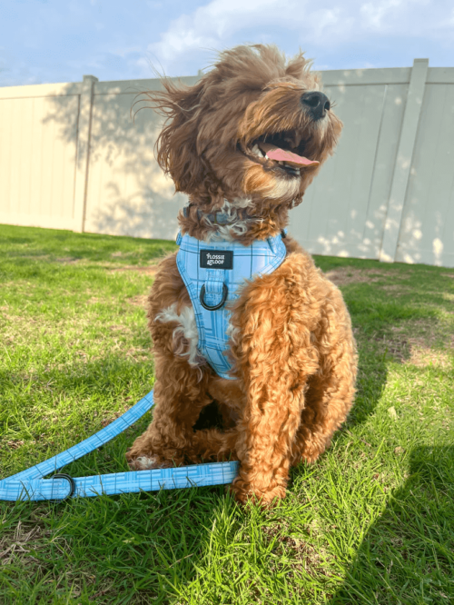 Oxford "Oasis" Dog Lead – by Flossie & Floof - Image 2