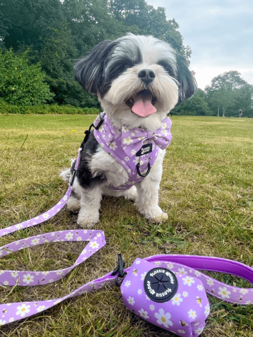 "Cute As Can Bee 2.0" Dog Lead – by Flossie & Floof - Image 2