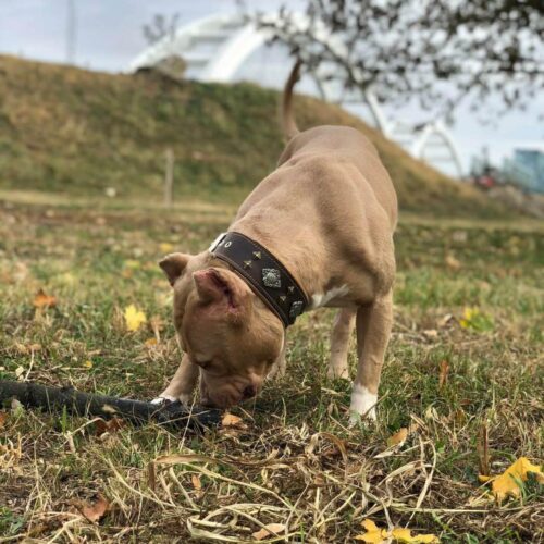 The "Aztec" Dog Collar & (Optional) Dog Leash (Brown) - by Bestia - Image 3