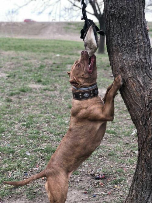 The "Aztec" Dog Collar & (Optional) Dog Leash (Brown) - by Bestia - Image 4