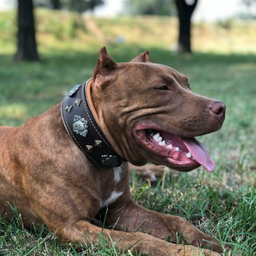 The "Aztec" Dog Collar & (Optional) Dog Leash (Brown) - by Bestia - Image 5