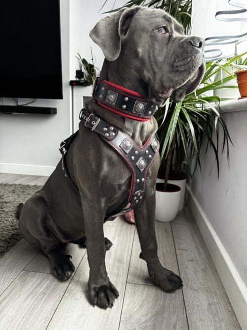 The "Eros" Dog Collar, Dog Harness & Dog Lead - Big Dogs Set (Black & Red) - by Bestia - Image 3