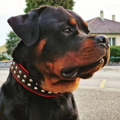 The "Boston" Dog Collar (Black) - by Bestia - Image 5