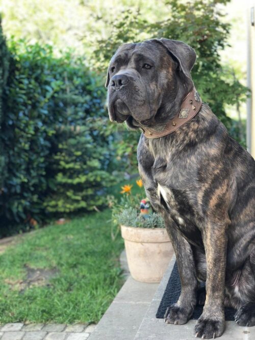 The "Aztec" Dog Collar & (Optional) Dog Leash (Grey) - by Bestia - Image 4